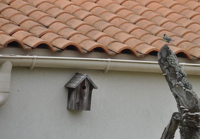 Mésange charbonnière  - Francoise Bremaud