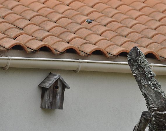 Mésange charbonnière  - Francoise Bremaud