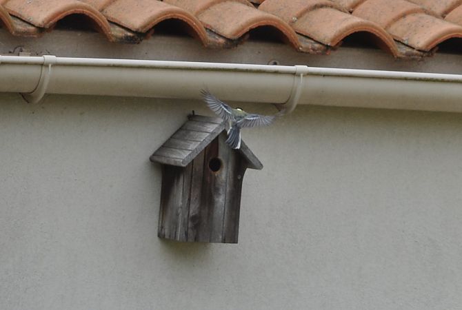 Mésange charbonnière  - Francoise Bremaud