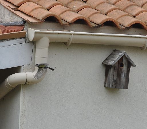 Mésange charbonnière  - Francoise Bremaud