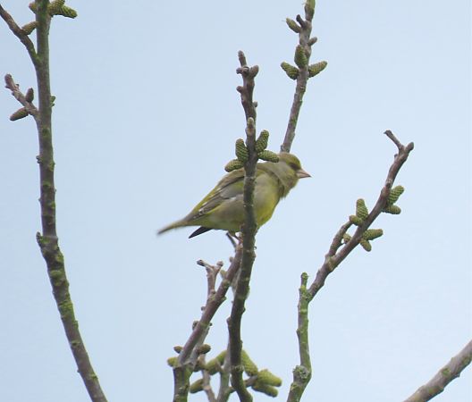 Verdier d'Europe  - Frédérique Lucas