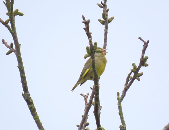 Verdier d'Europe  - Frédérique Lucas