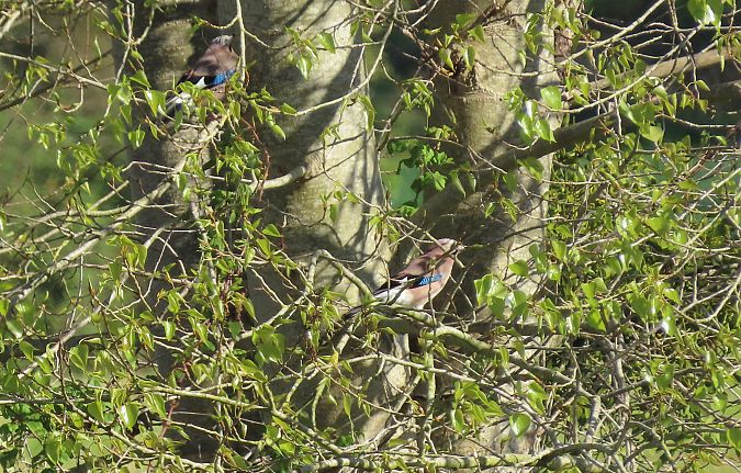 Geai des chênes  - Frédérique Lucas