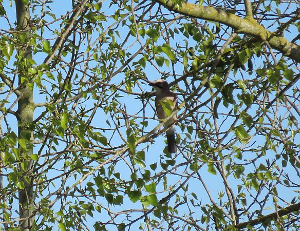 Geai des chênes  - Frédérique Lucas