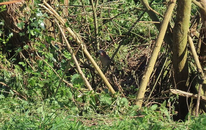 Geai des chênes  - Frédérique Lucas