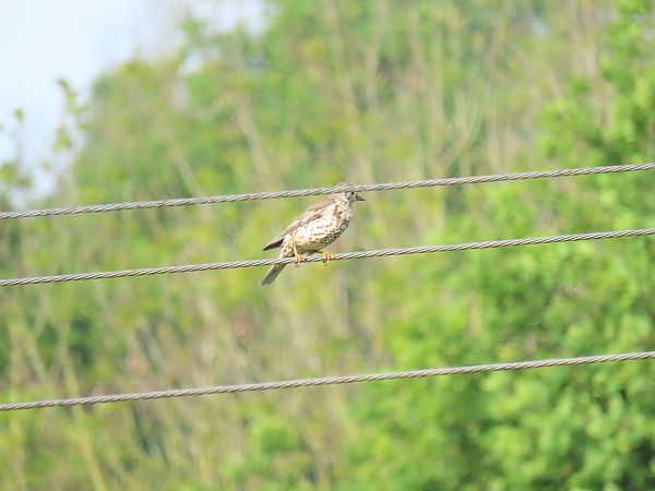 Grive draine  - Frédérique Lucas