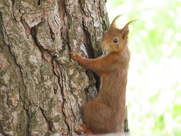 Ecureuil roux  - Frédérique Lucas