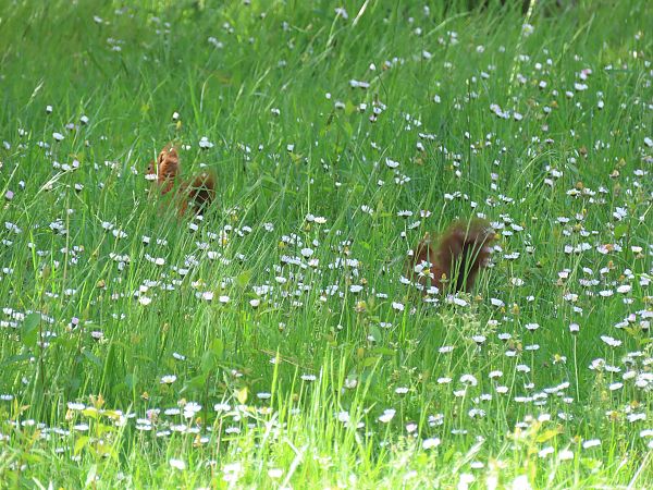 Ecureuil roux  - Frédérique Lucas