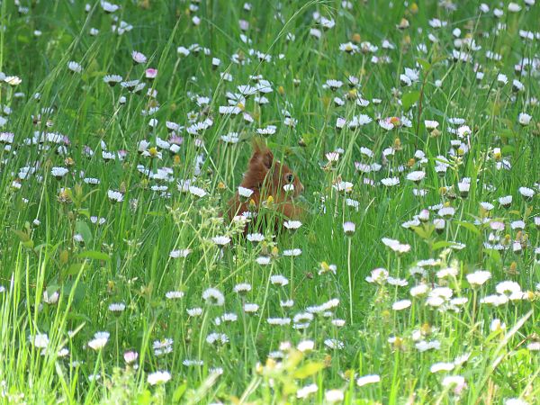 Ecureuil roux  - Frédérique Lucas
