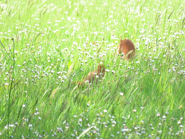 Ecureuil roux  - Frédérique Lucas