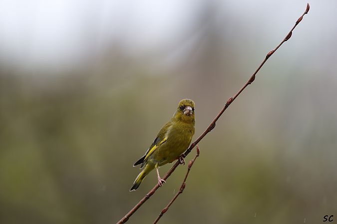 Verdier d'Europe  - Stéphane Corcelle