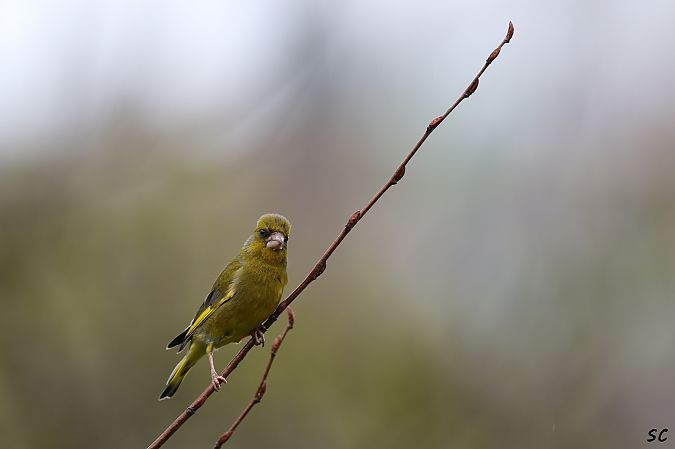 Verdier d'Europe  - Stéphane Corcelle