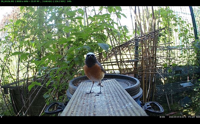 Rougequeue à front blanc 