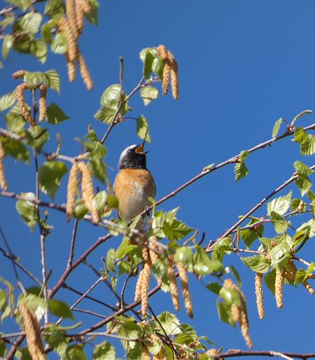Rougequeue à front blanc  - Céline Foucher