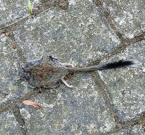 Lérot  - Bertrand Di Natale