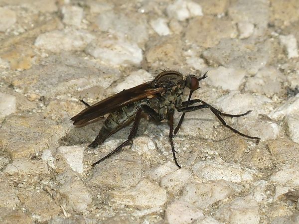 Empis tessellata  - Georges Roca Filella