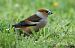 Grosbec casse-noyaux (Coccothraustes coccothraustes) © Claude Garnier