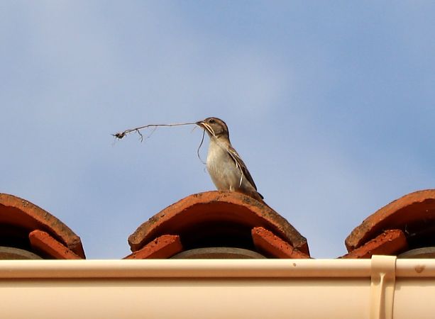 Moineau domestique  - Isabel Martinez-Arrabal