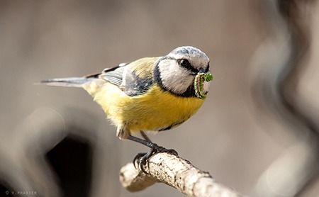 Mésange bleue  - Pradier Vincent