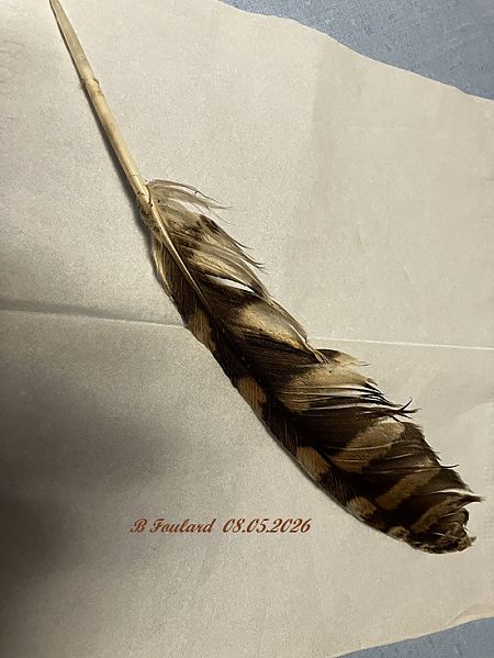 Buse variable  - Bruno Foulard