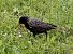 Étourneau sansonnet (Sturnus vulgaris) © Jacques Quinet