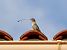 Moineau domestique (Passer domesticus) © Isabel Martinez-Arrabal