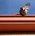Moineau domestique (Passer domesticus) © Isabel Martinez-Arrabal