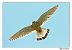 Faucon crécerelle (Falco tinnunculus) © Claude Ares