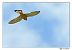 Faucon crécerelle (Falco tinnunculus) © Claude Ares