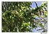 Verdier d'Europe (Chloris chloris) © Claude Ares