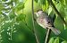 Fauvette à tête noire (Sylvia atricapilla) © Claude Garnier