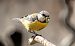 Mésange bleue (Cyanistes caeruleus) © Pradier Vincent