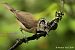 Mésange huppée (Lophophanes cristatus) © Bruno Foulard