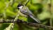 Mésange charbonnière (Parus major) © Bruno Foulard