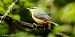 Sittelle torchepot (Sitta europaea) © Bruno Foulard