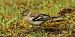 Pinson des arbres (Fringilla coelebs) © Bruno Foulard