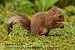 Ecureuil roux (Sciurus vulgaris) © Bruno Foulard