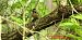 Pic épeiche (Dendrocopos major) © Bruno Foulard