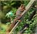 Ecureuil roux (Sciurus vulgaris) © Bruno Foulard