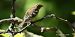 Pinson des arbres (Fringilla coelebs) © Bruno Foulard