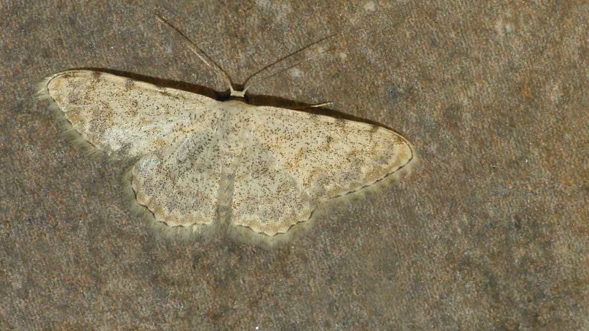 Scopula submutata  - Florent Besson