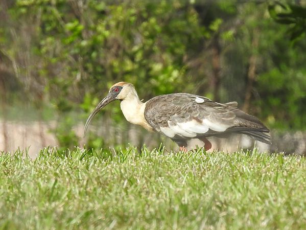 Ibis mandore  - Olivier Claessens