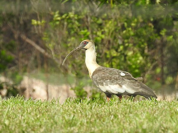 Ibis mandore  - Olivier Claessens