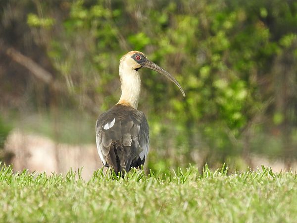 Ibis mandore  - Olivier Claessens