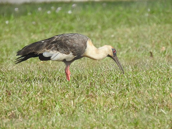 Ibis mandore  - Olivier Claessens