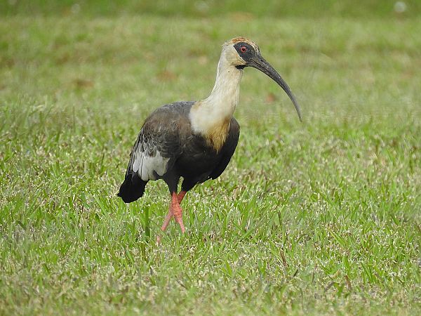 Ibis mandore  - Olivier Claessens