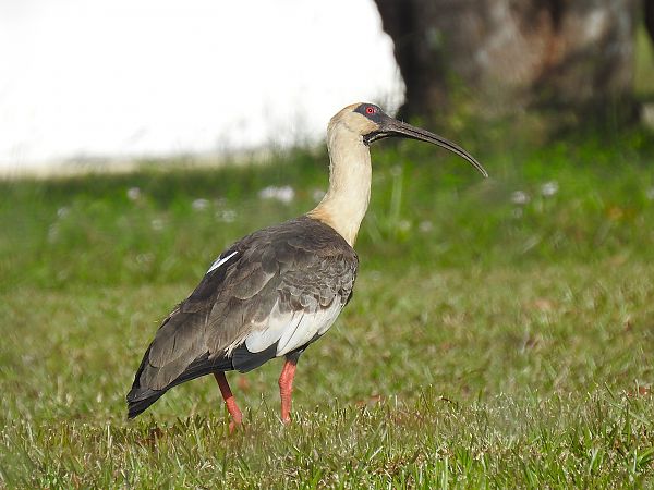 Ibis mandore  - Olivier Claessens