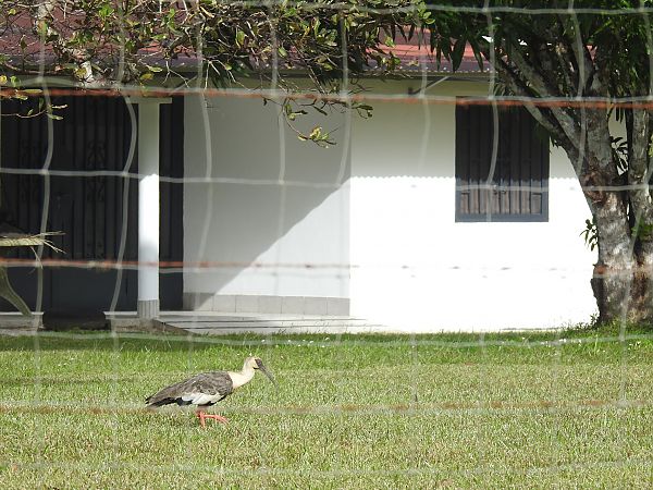Ibis mandore  - Olivier Claessens