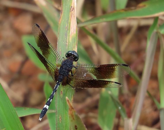 Erythrodiplax venusta  - Quentin Uriot