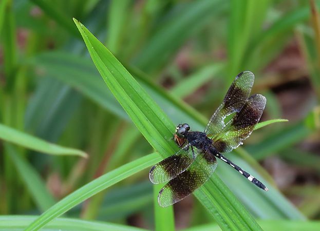 Erythrodiplax venusta  - Quentin Uriot